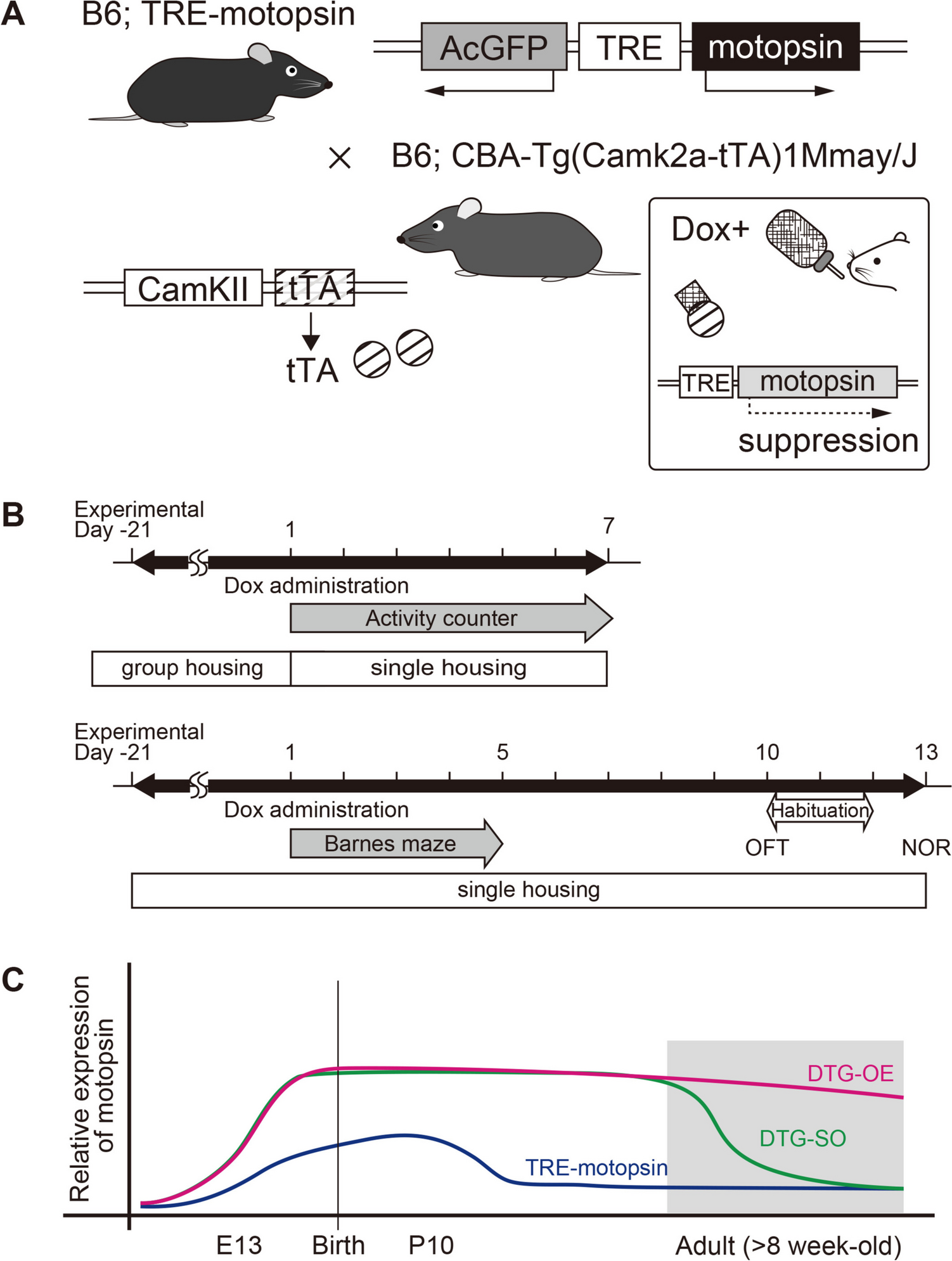 Overexpression of Motopsin, an Extracellular Serine Protease Related to Intellectual Disability, Promotes Adult Neurogenesis and Neuronal Responsiveness in the Dentate Gyrus