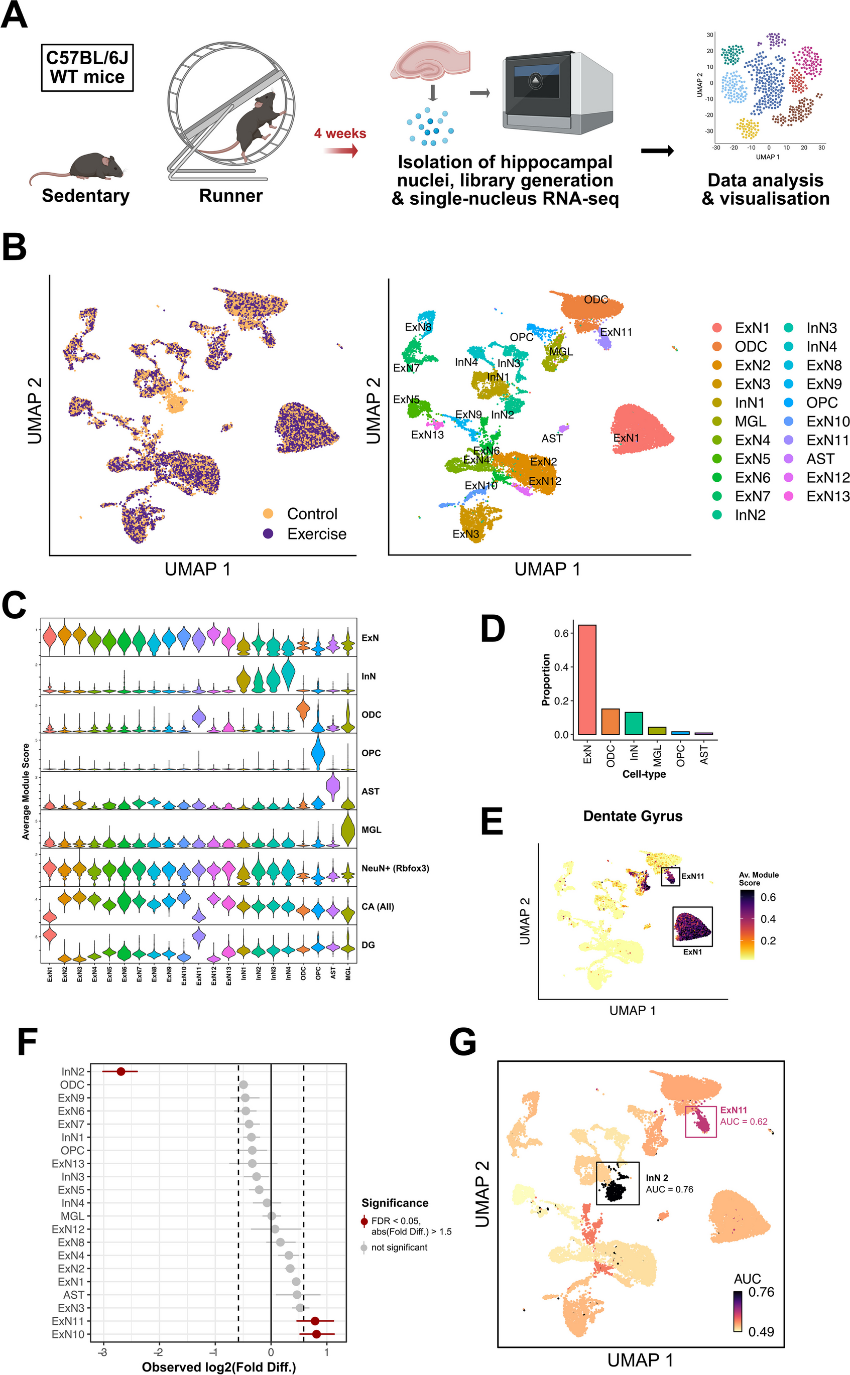 A Single-Cell Transcriptomic Analysis of the Mouse Hippocampus After Voluntary Exercise