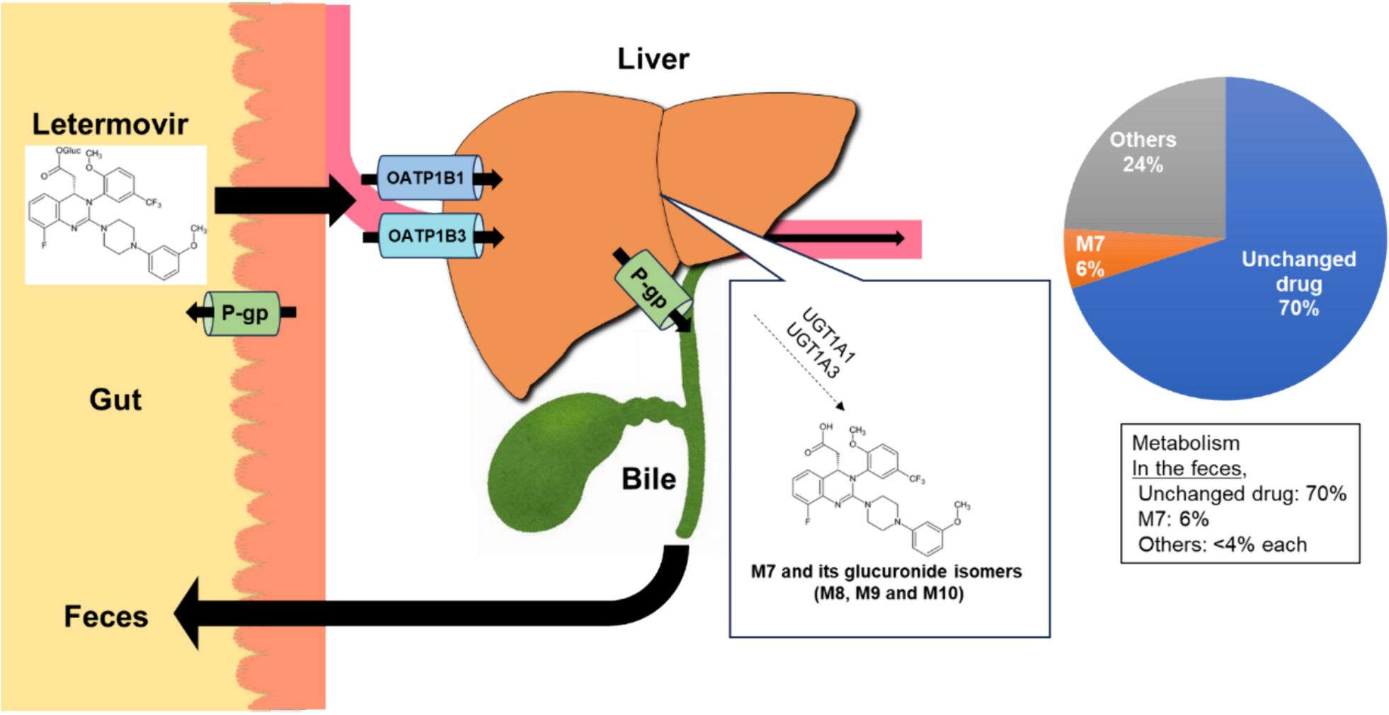 Clinical Pharmacokinetics and Pharmacodynamics of Letermovir in Allogenic Hematopoietic Cell Transplantation