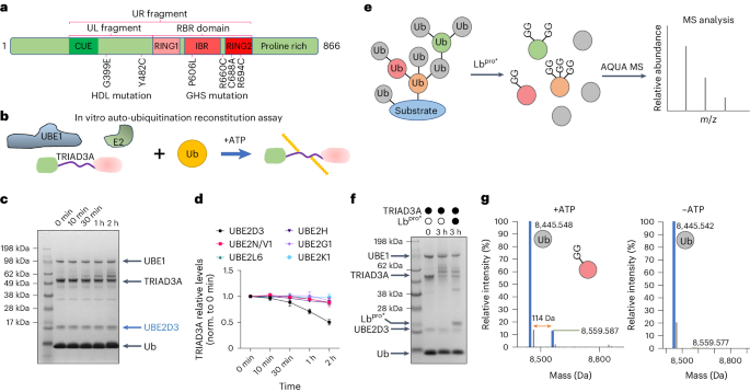 The autophagy adaptor TRIAD3A promotes tau fibrillation by nested phase separation