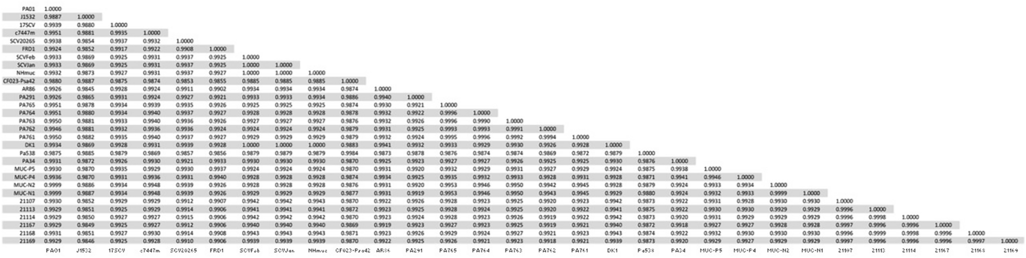 Genomic Comparative of Pseudomonas aeruginosa Small Colony Variant, Mucoid and Non-mucoid Phenotypes Obtained from a Patient with Cystic Fibrosis During Respiratory Exacerbations