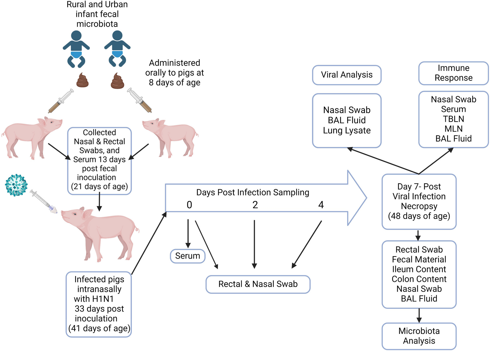 Human Infant Fecal Microbiota Differentially Influences the Mucosal Immune Pathways Upon Influenza Infection in a Humanized Gnotobiotic Pig Model