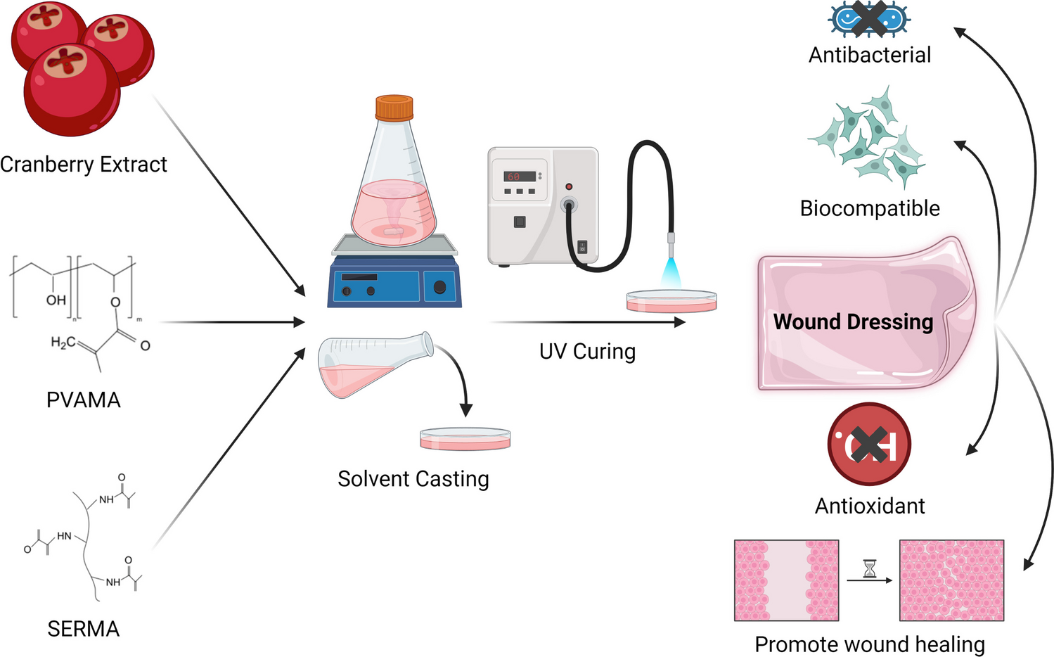 Antibacterial, Antioxidant, and Healing Potential of Wound Dressings Utilizing Cranberry Extract in Combination with Methacrylated Polyvinyl Alcohol and Methacrylated Sericin