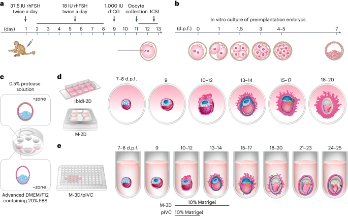 In vitro culture of cynomolgus monkey embryos from blastocyst to early organogenesis