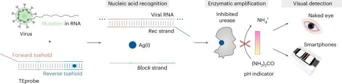 Preamplification-free viral RNA diagnostics with single-nucleotide resolution using MARVE, an origami paper-based colorimetric nucleic acid test