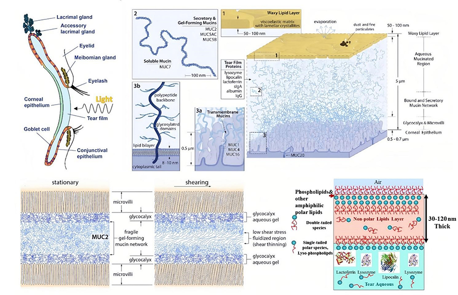 Recent advances in ocular lubrication