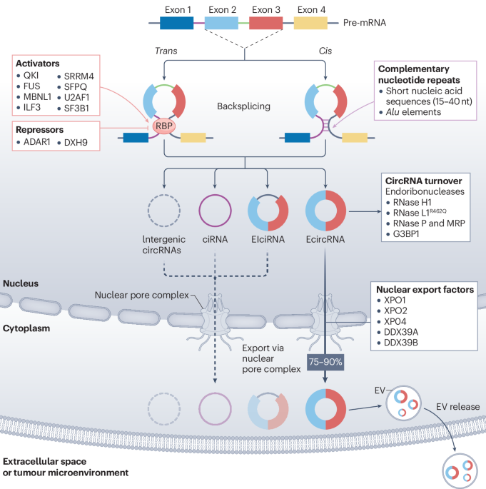 Circular RNA in cancer