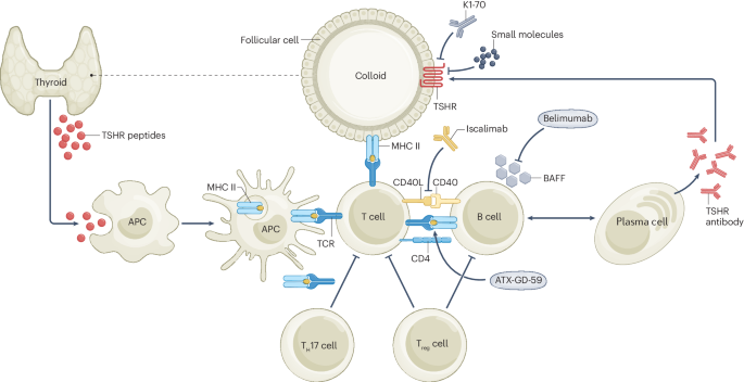 Graves disease: latest understanding of pathogenesis and treatment options