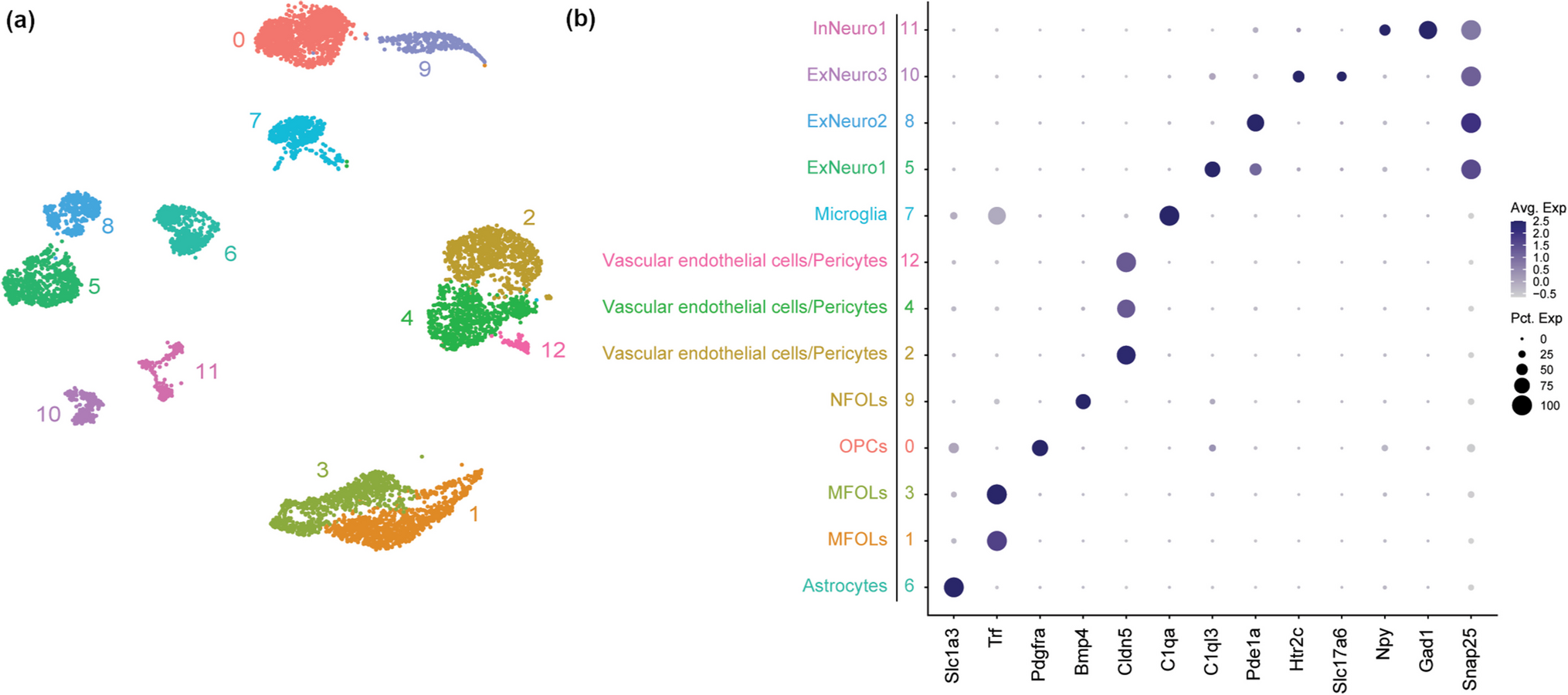 Analysis of single-cell transcriptome data from a mouse model implicates protein synthesis dysfunction in schizophrenia