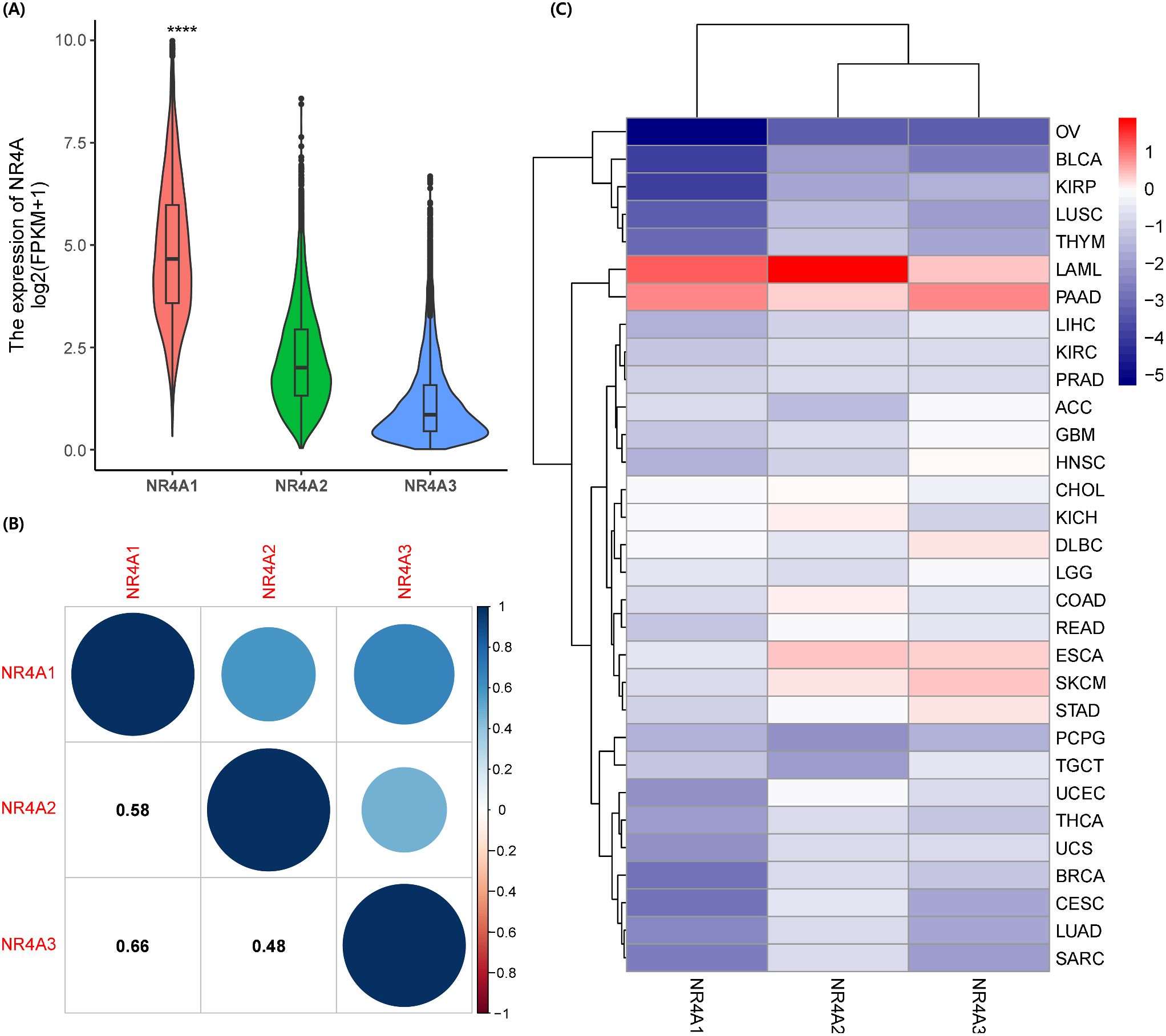 A pan-cancer analysis unveiling the function of NR4A family genes in tumor immune microenvironment, prognosis, and drug response