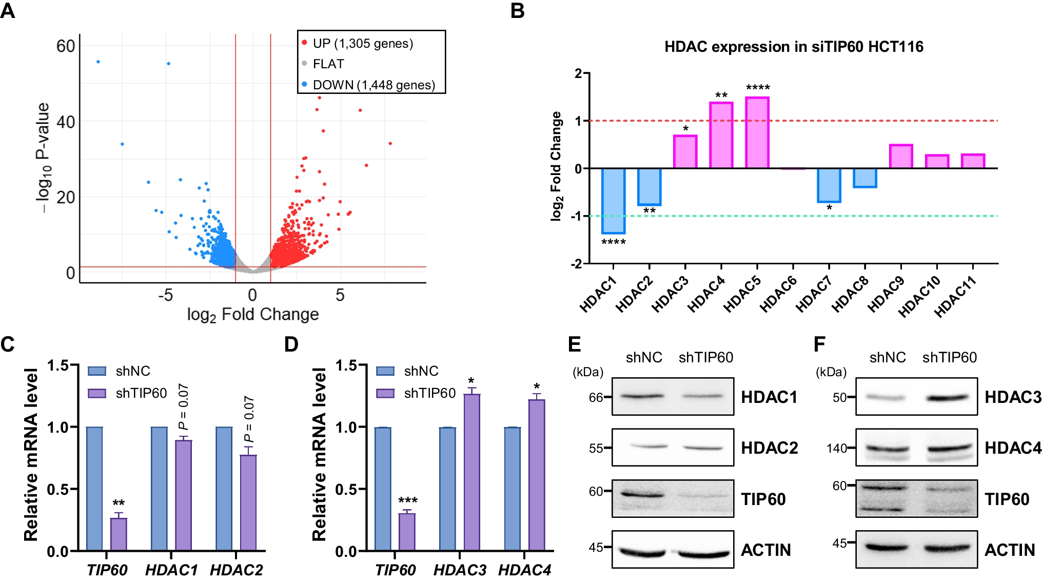 Negative regulation of HDAC3 transcription by histone acetyltransferase TIP60 in colon cancer