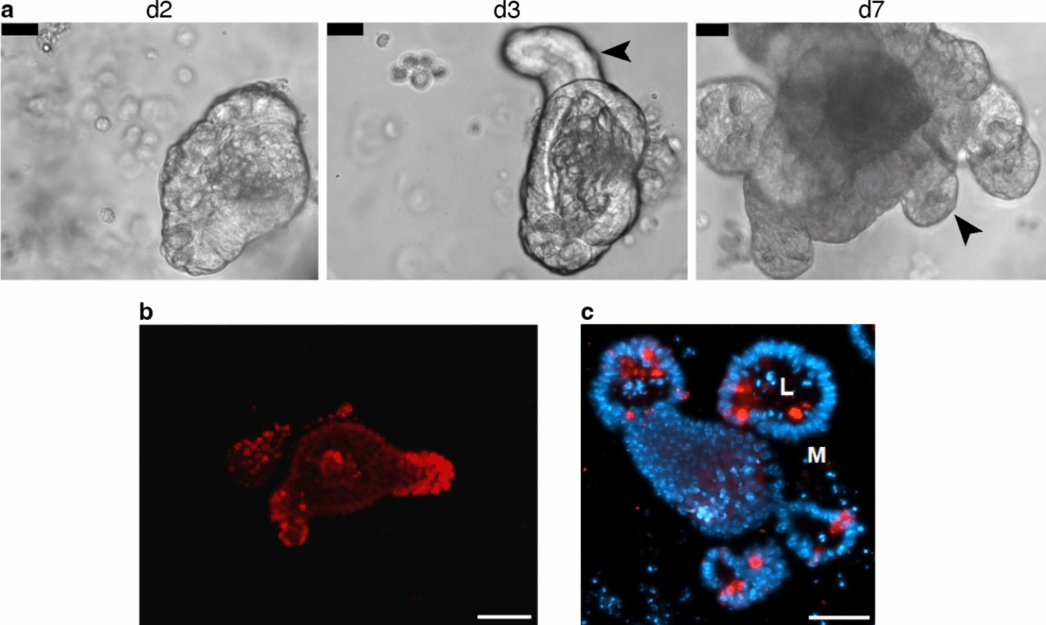 Establishment of a 3D organoid culture model for the investigation of adult slow-cycling putative intestinal stem cells