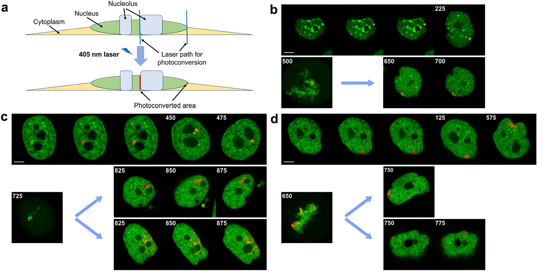 Dynamic chromosome association with nuclear organelles in living cells