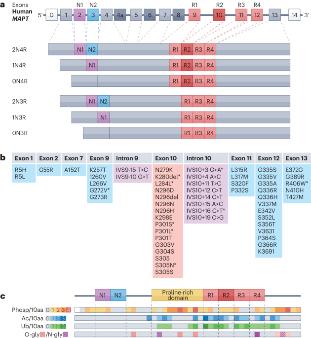 Cellular and pathological functions of tau