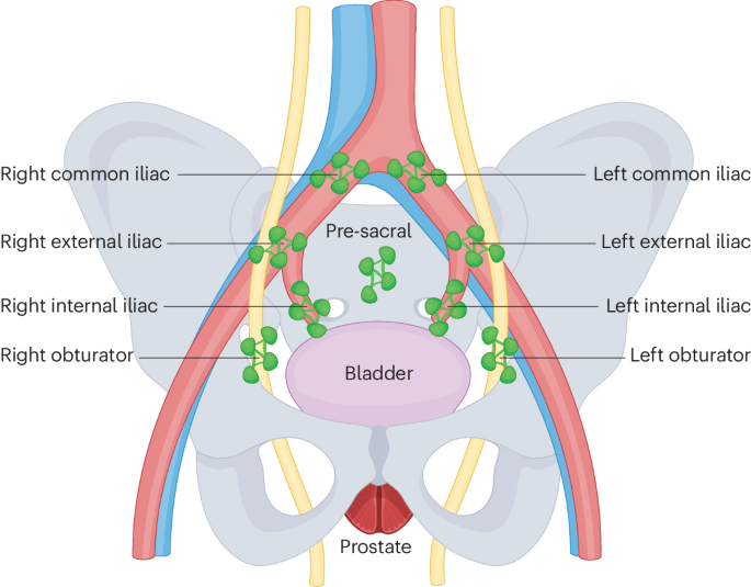 From foes to friends: rethinking the role of lymph nodes in prostate cancer