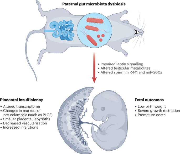 Paternal microbiome perturbations affect offspring outcomes