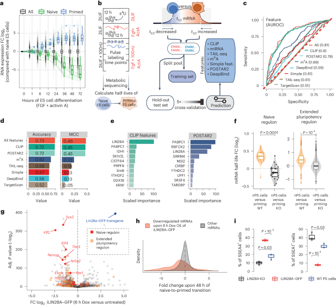 Poised PABP–RNA hubs implement signal-dependent mRNA decay in development