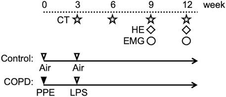 Physiological analyses of swallowing changes due to chronic obstructive pulmonary disease in anesthetized male rats