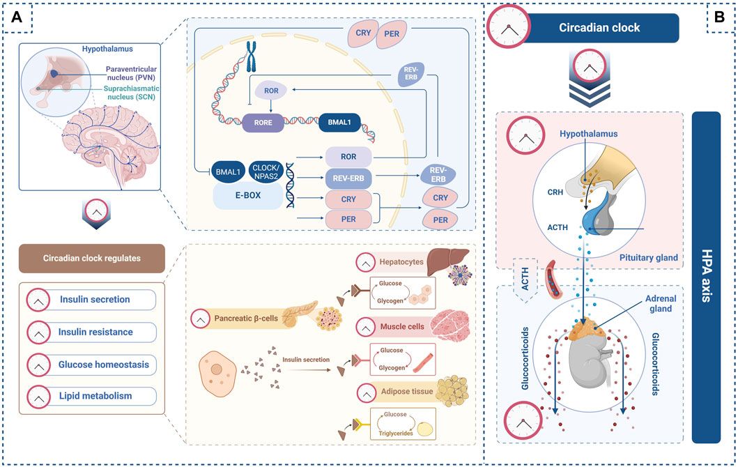 Effect of circadian clock disruption on type 2 diabetes