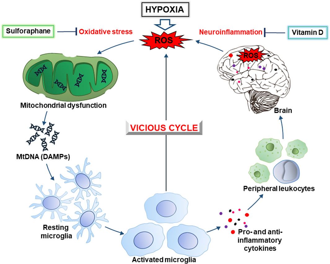 Vicious cycle of oxidative stress and neuroinflammation in pathophysiology of chronic vascular encephalopathy