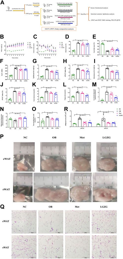 Ling-gui-zhu-gan granules reduces obesity and ameliorates metabolic disorders by inducing white adipose tissue browning in obese mice