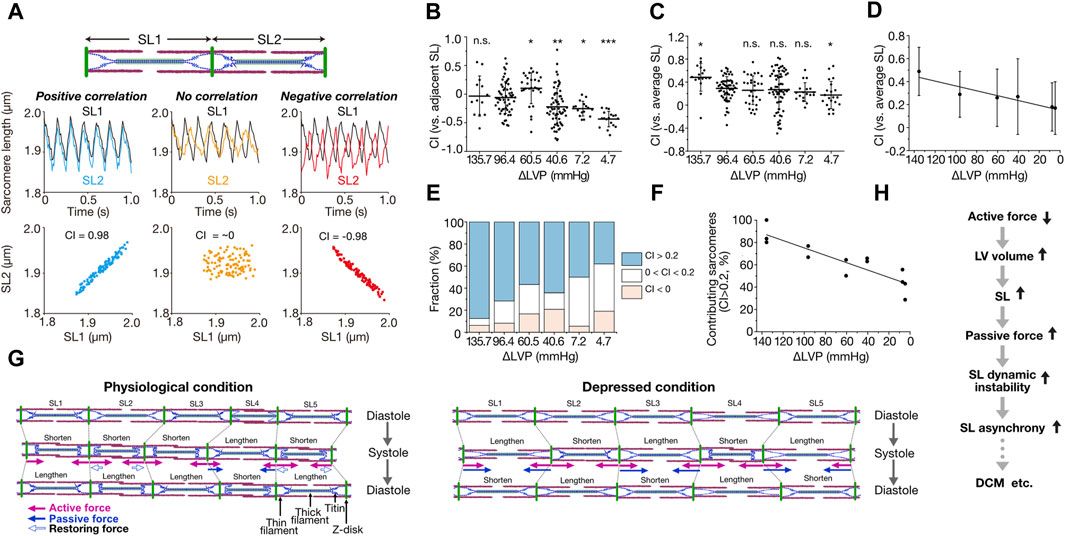 Asynchronous movement of sarcomeres in myocardium under living conditions: role of titin