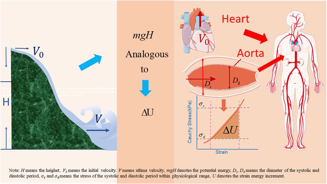 Quantitative analysis of systemic perfusion and cerebral blood flow in the modeling of aging and orthostatic hypotension