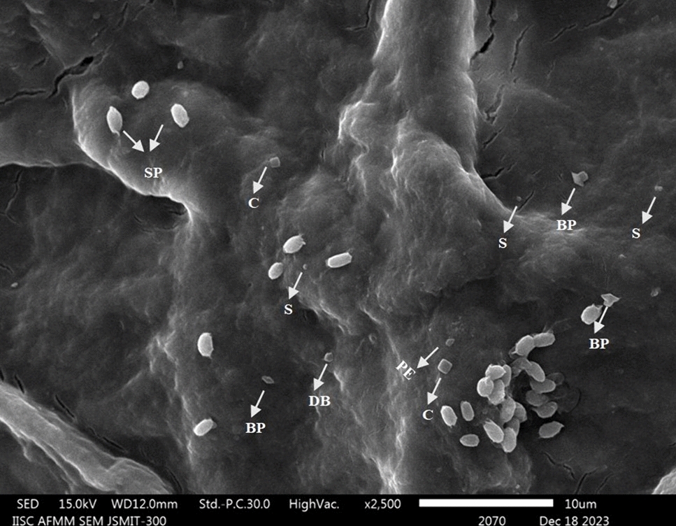 Insights into the whole genome sequence of Bacillus thuringiensis NBAIR BtPl, a strain toxic to the melon fruit fly, Zeugodacus cucurbitae