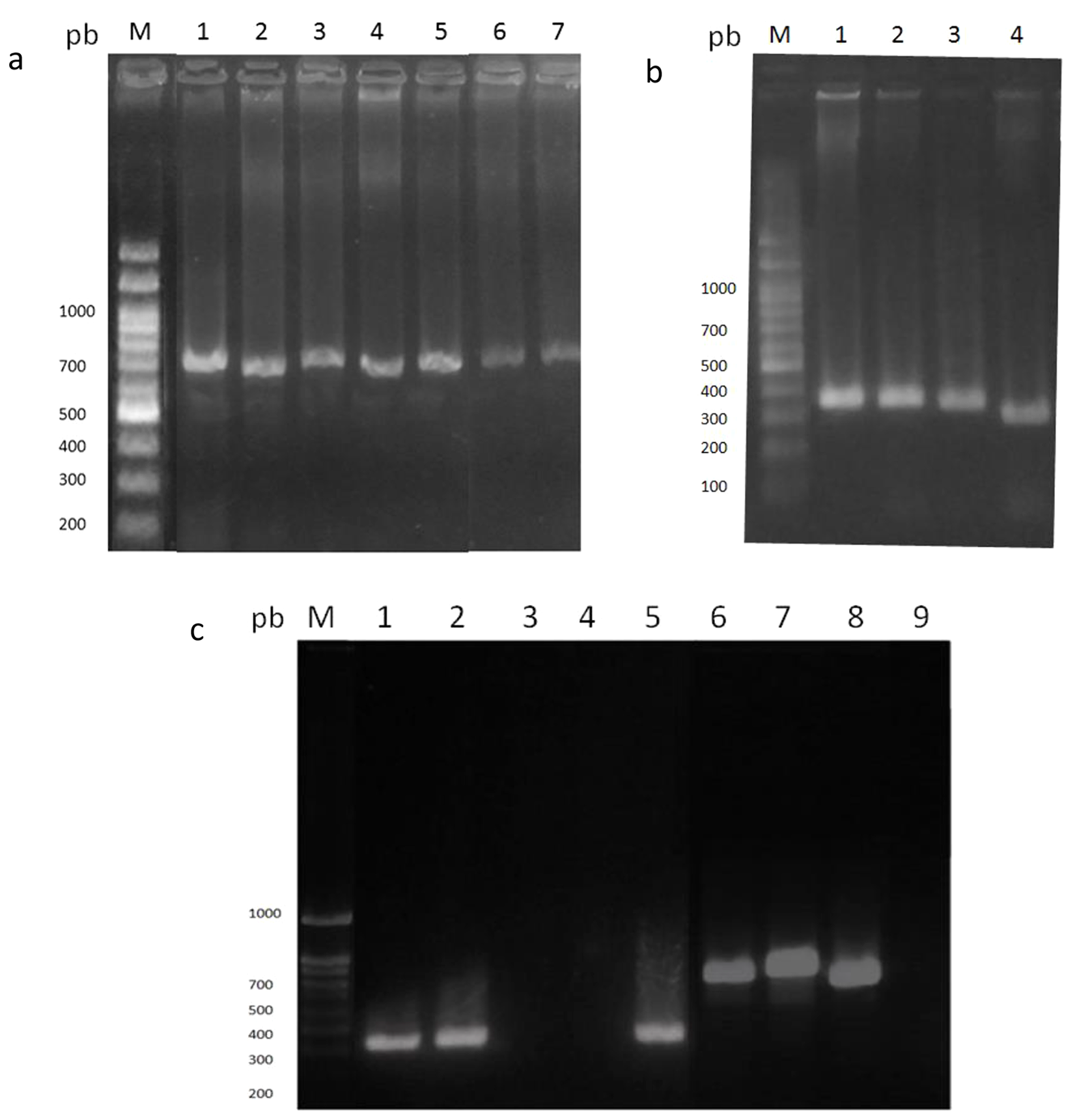 Employment of pqqE gene as molecular marker for the traceability of Gram negative phosphate solubilizing bacteria associated to plants