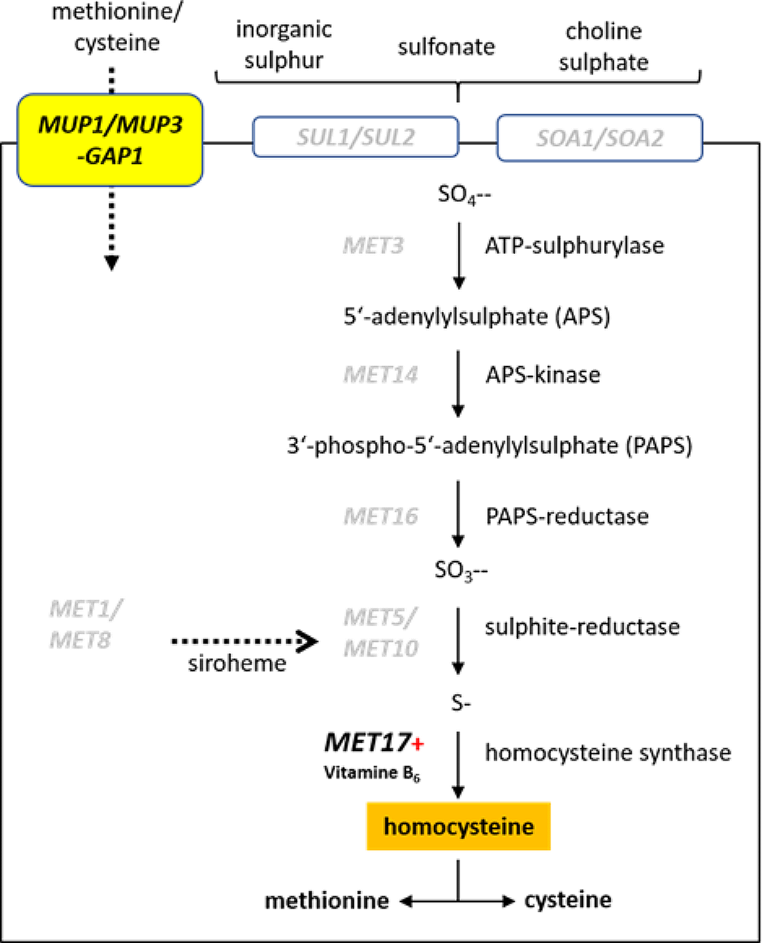 Use of the Saccharomycopsis schoenii MET17 promoter for regulated heterologous gene expression