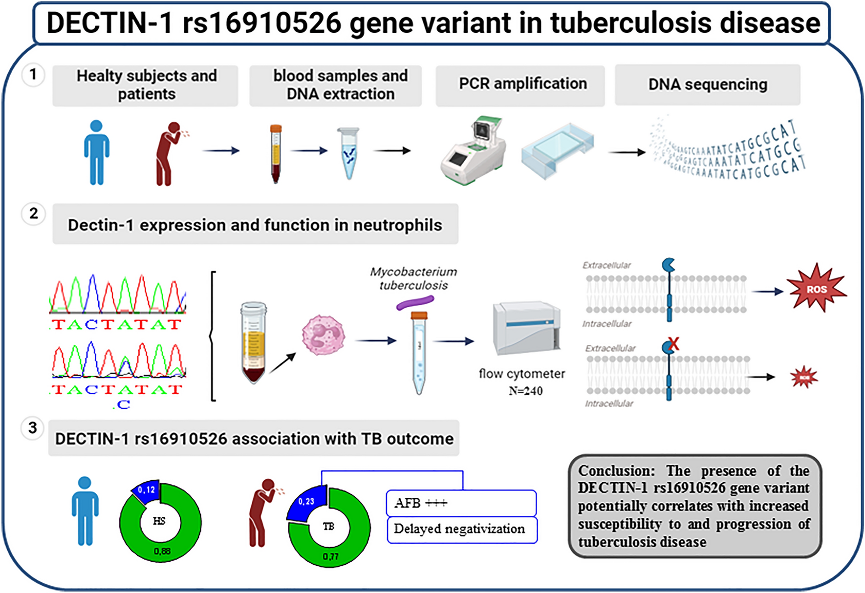 Variants of human DECTIN-1 rs16910526 are linked to differential reactive oxygen species production and susceptibility to tuberculosis