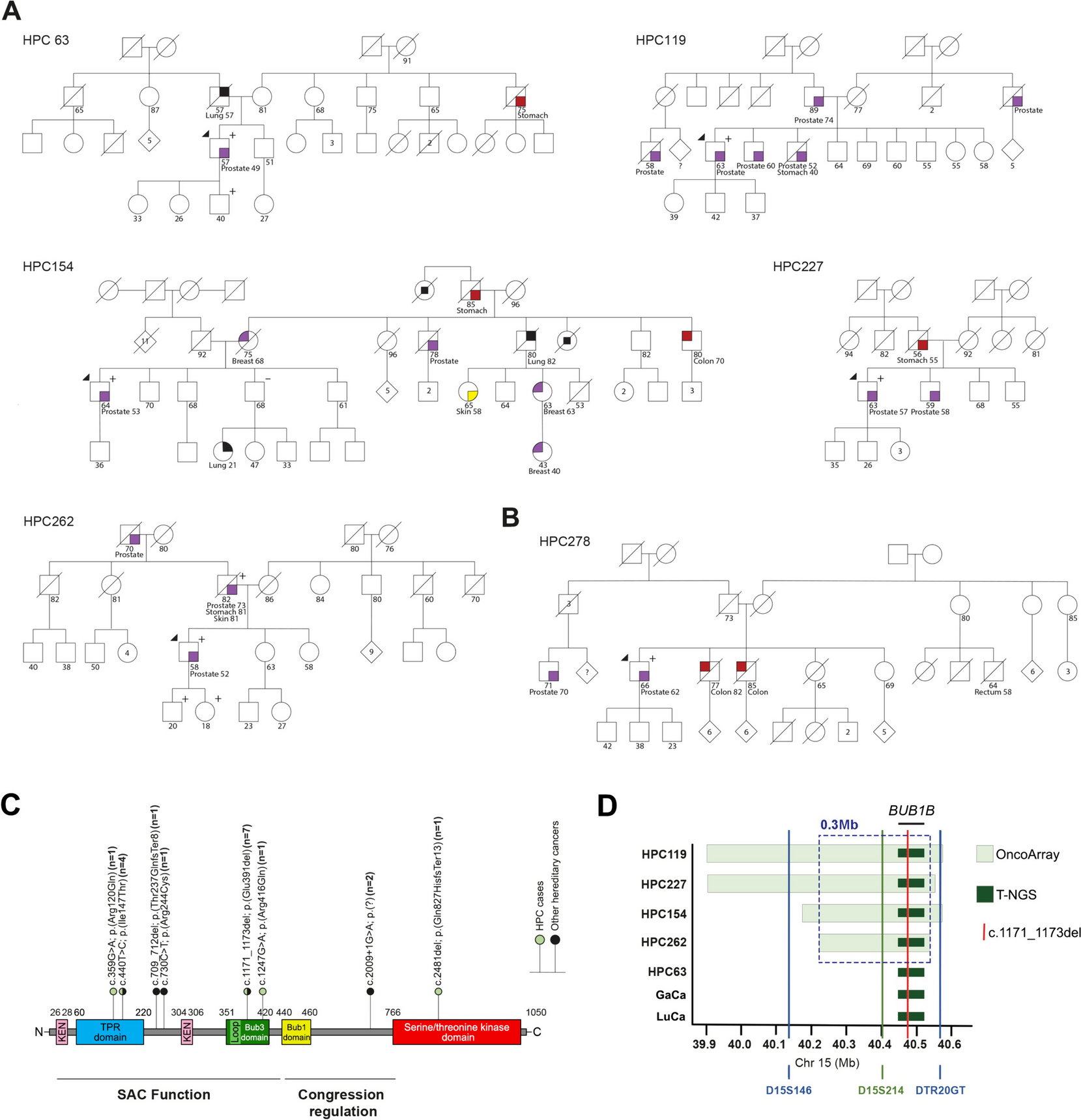 BUB1B monoallelic germline variants contribute to prostate cancer predisposition by triggering chromosomal instability