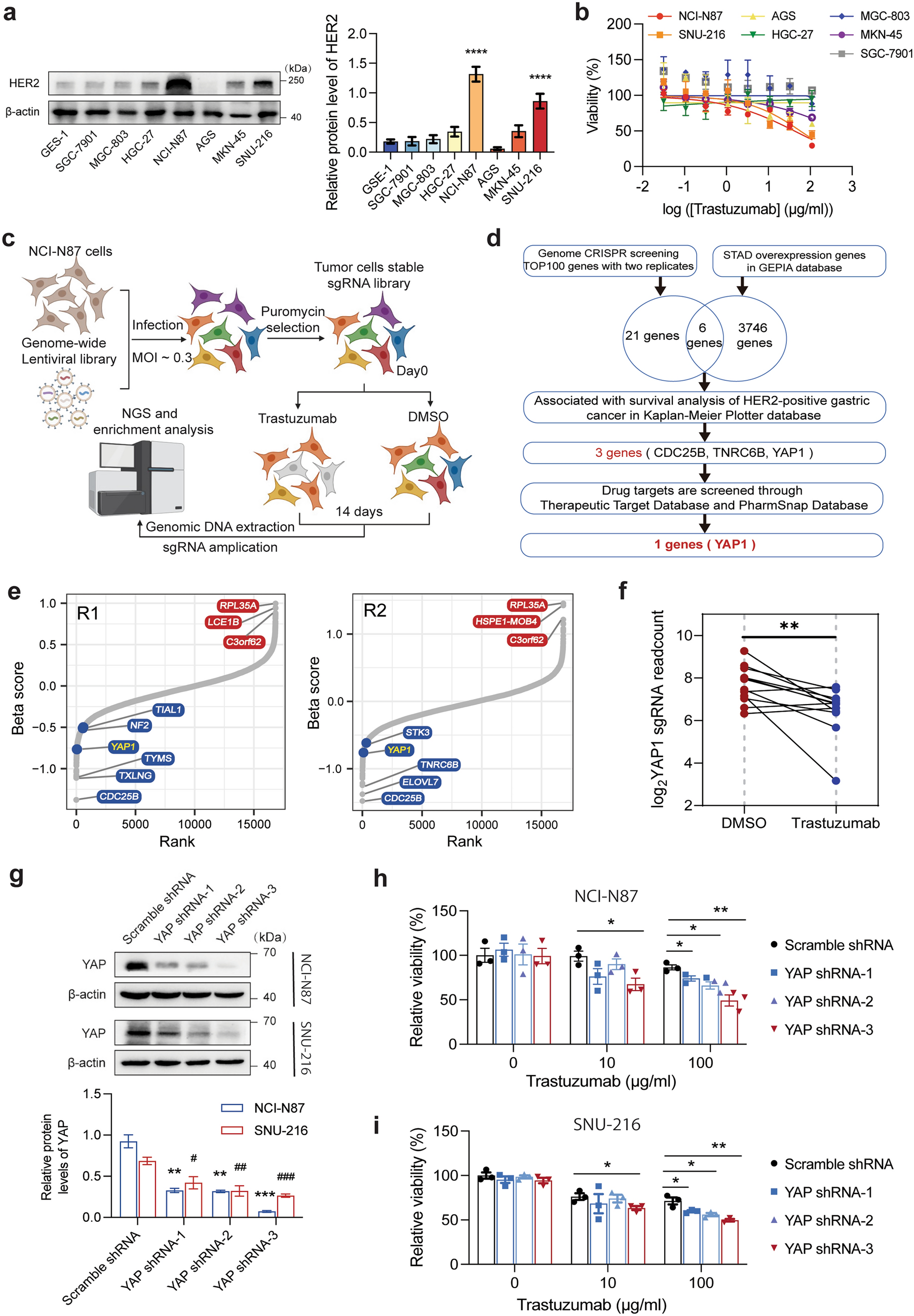 YAP inhibition overcomes adaptive resistance in HER2-positive gastric cancer treated with trastuzumab via the AKT/mTOR and ERK/mTOR axis