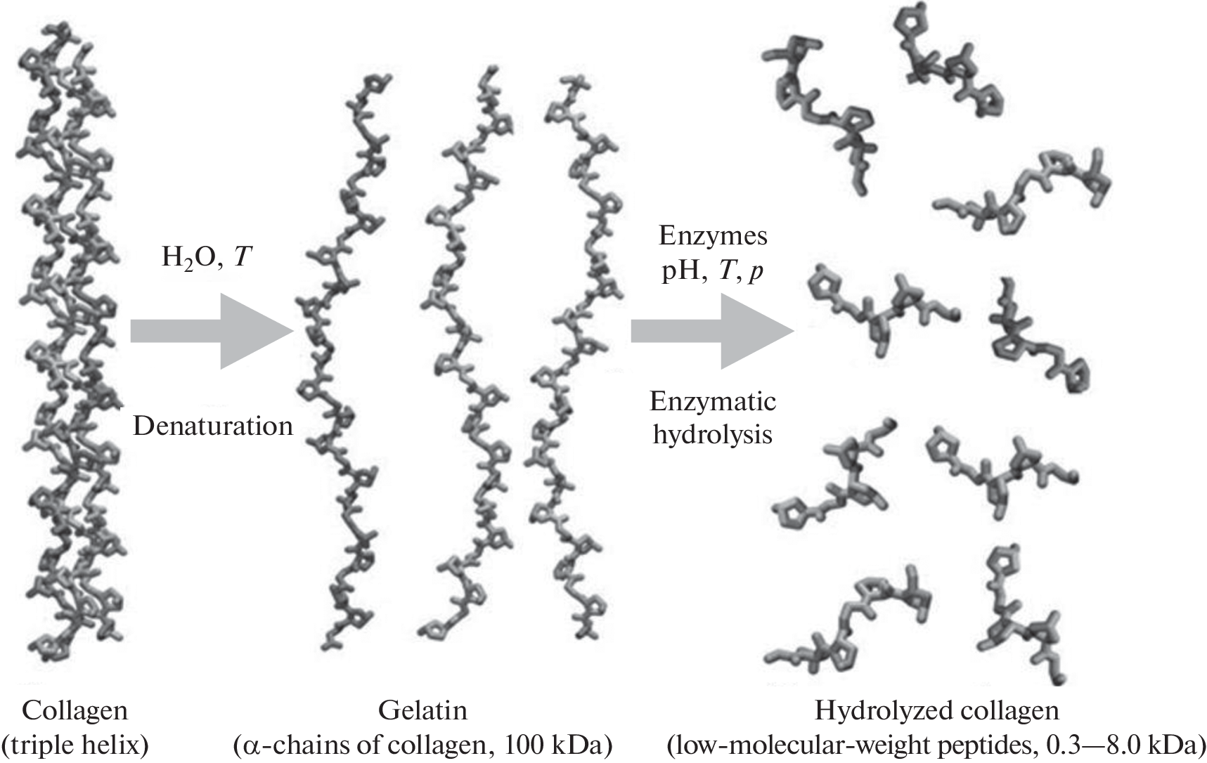 Biopolymer Controlled Release Systems Based on Hydrolyzed Collagen: Cryoforming, Structure, and Properties