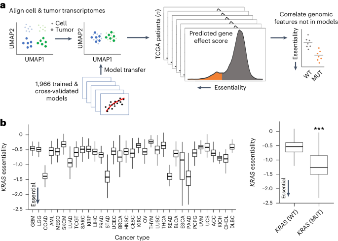 Using machine learning to translate tumor dependencies