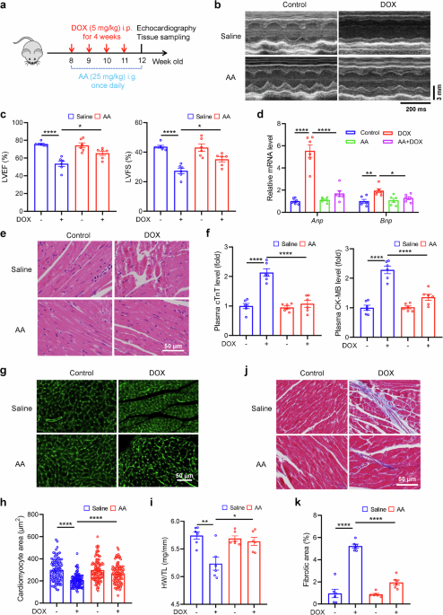 Asiatic acid ameliorates doxorubicin-induced cardiotoxicity by promoting FPN-mediated iron export and inhibiting ferroptosis