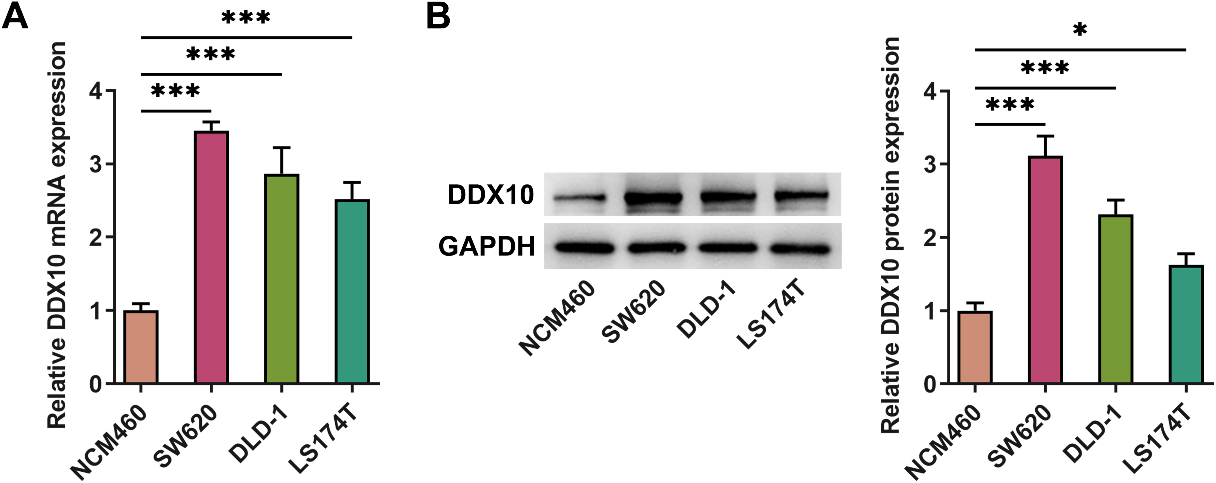 ATG10-dependent autophagy is required for DDX10 to regulate cell proliferation, apoptosis and stemness in colorectal cancer