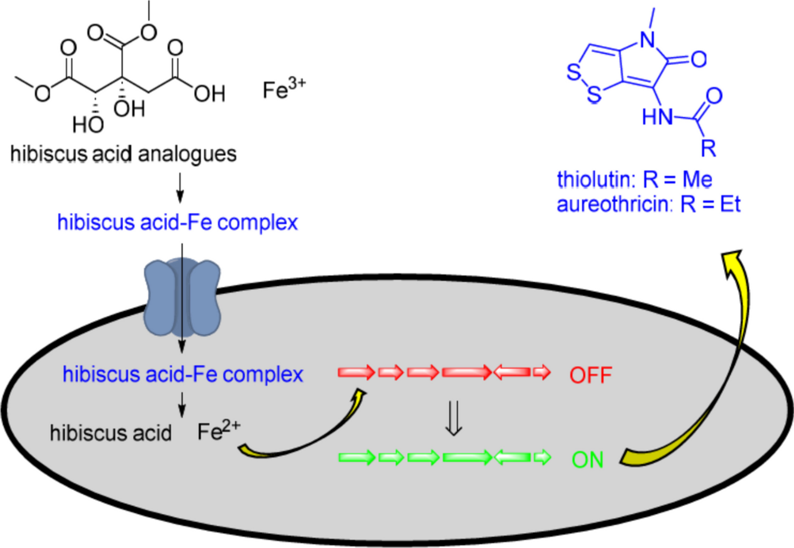 Hibiscus acid and hydroxycitric acid dimethyl esters from Hibiscus flowers induce production of dithiolopyrrolone antibiotics by Streptomyces Strain MBN2-2