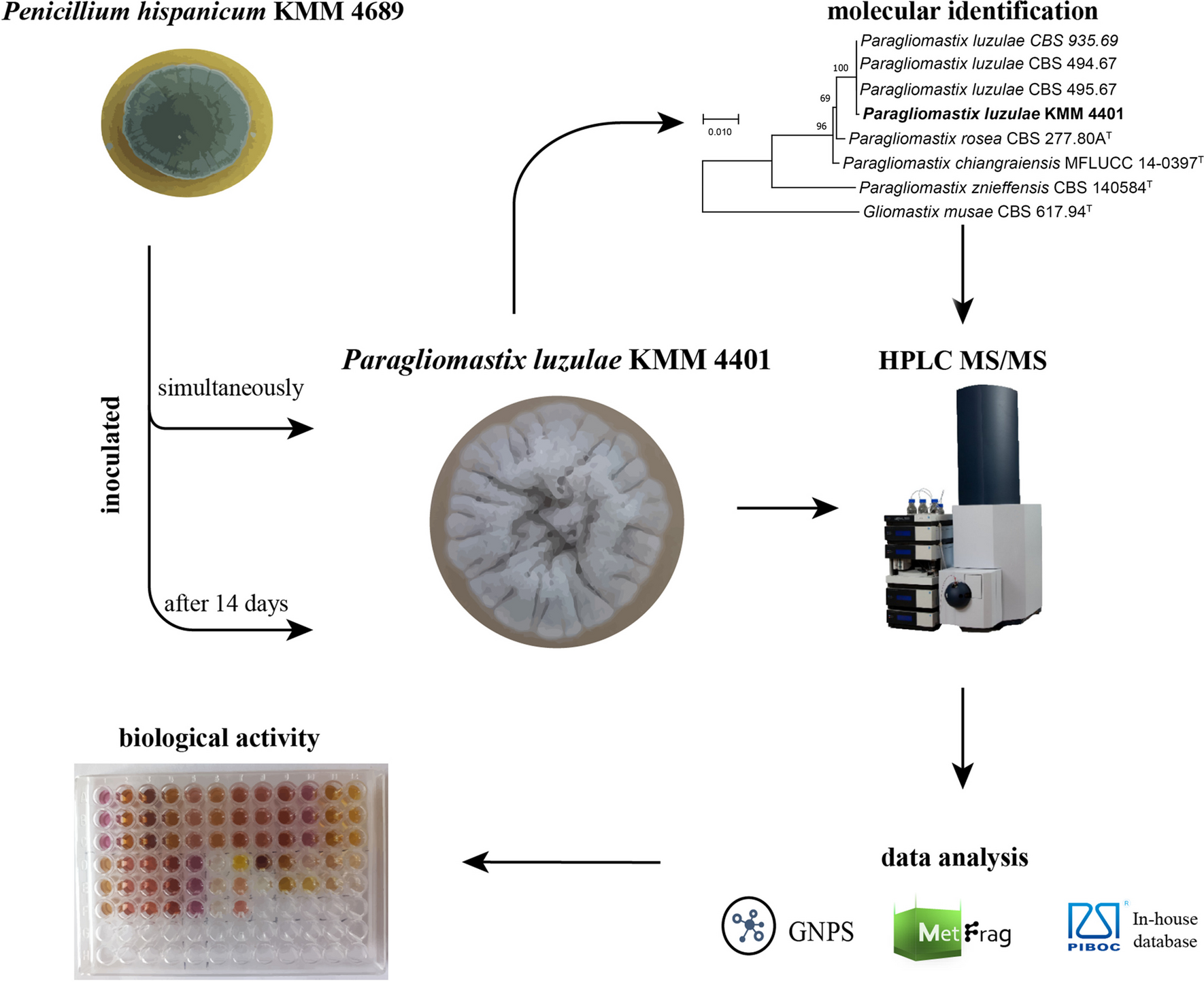 Metabolite profiles of Paragliomastix luzulae (formerly named as Acremonium striatisporum) KMM 4401 and its co-cultures with Penicillium hispanicum KMM 4689