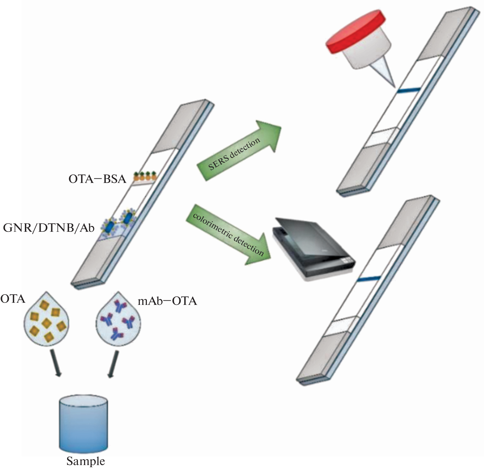 Application of Gold Nanorods in Combination with Surface-Enhanced Raman Spectroscopy for Immunochromatographic Determination of Ochratoxin A