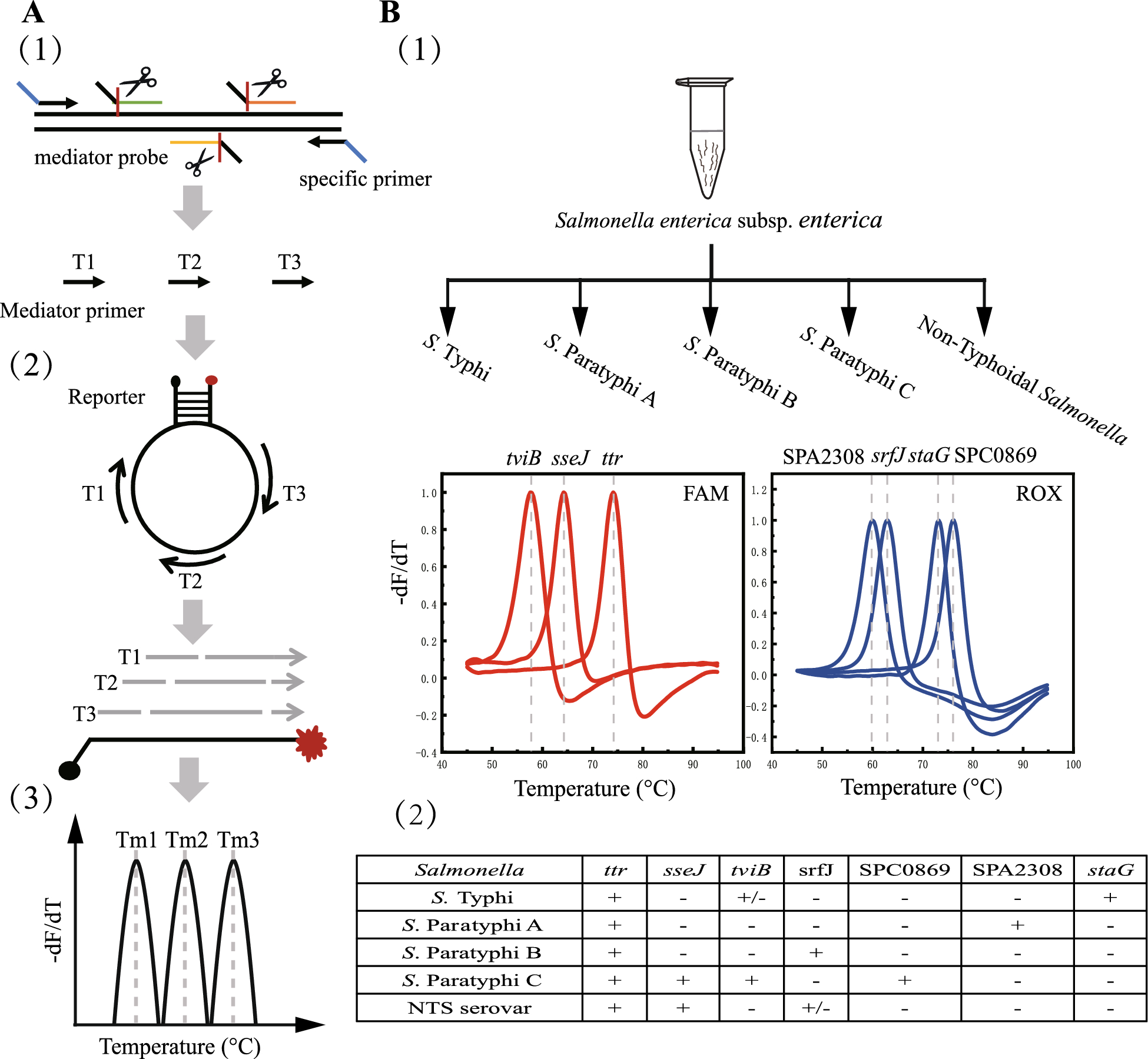 Rapid and specific differentiation of Salmonella enterica serotypes typhi and Paratyphi by multicolor melting curve analysis