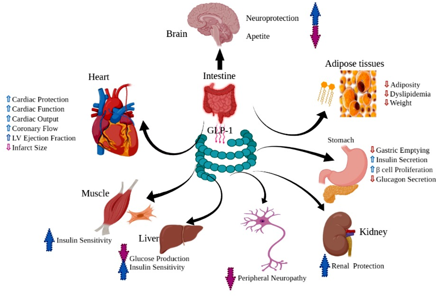 Incretin-based therapy: a new horizon in diabetes management