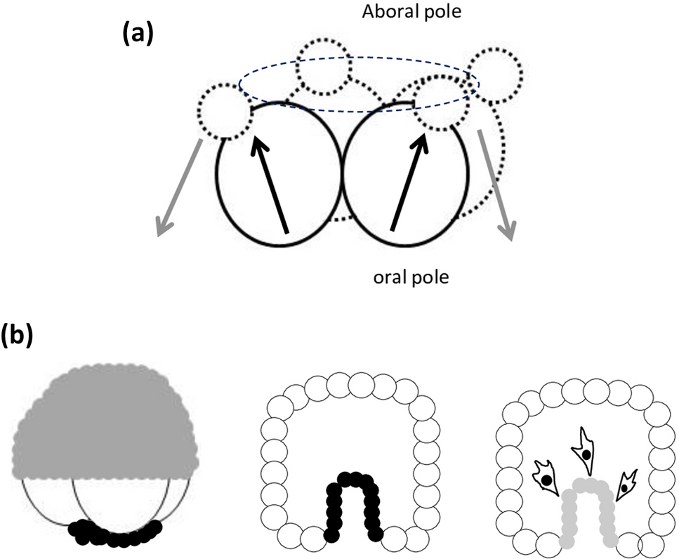 The first embryo, the origin of cancer and animal phylogeny. III. The totipotency as revealed by morphogenesis and the neoplasia controlled by cellular differentiation