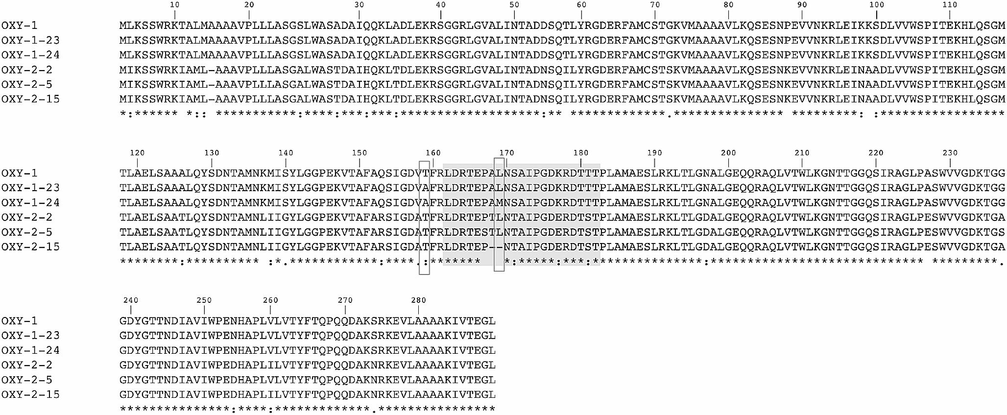 Clinical emergence of a novel extended-spectrum variant deriving from the OXY-1 β-lactamase