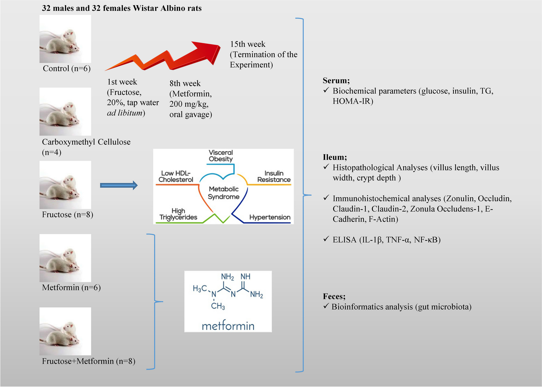 Investigation of the relationship between inflammation and microbiota in the intestinal tissue of female and male rats fed with fructose: Modulatory role of metformin