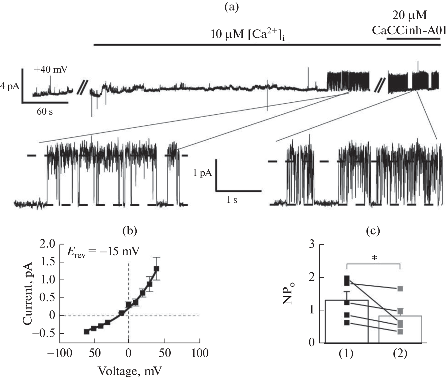 The Mechanism of Calcium-Activated Chloride ANO6 Channel Inhibition by CaCCinh-A01