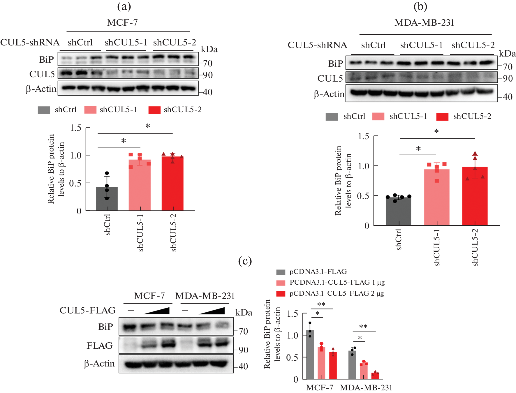 CUL5 Is Involved in Proteasome-Degradation of BiP in Breast Cancer Cells