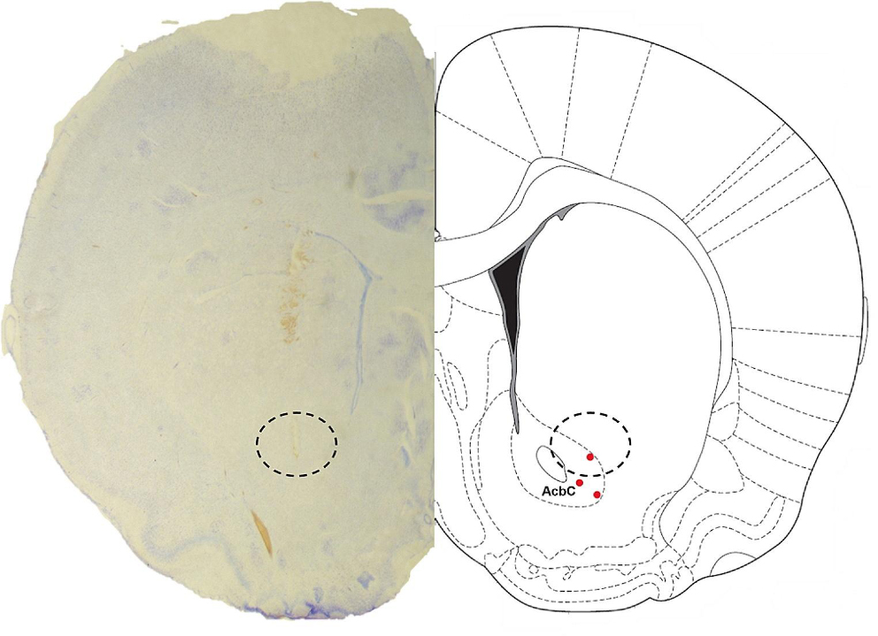 Ventral tegmental area deep brain stimulation reverses ethanol-induced dopamine increase in the rat nucleus accumbens