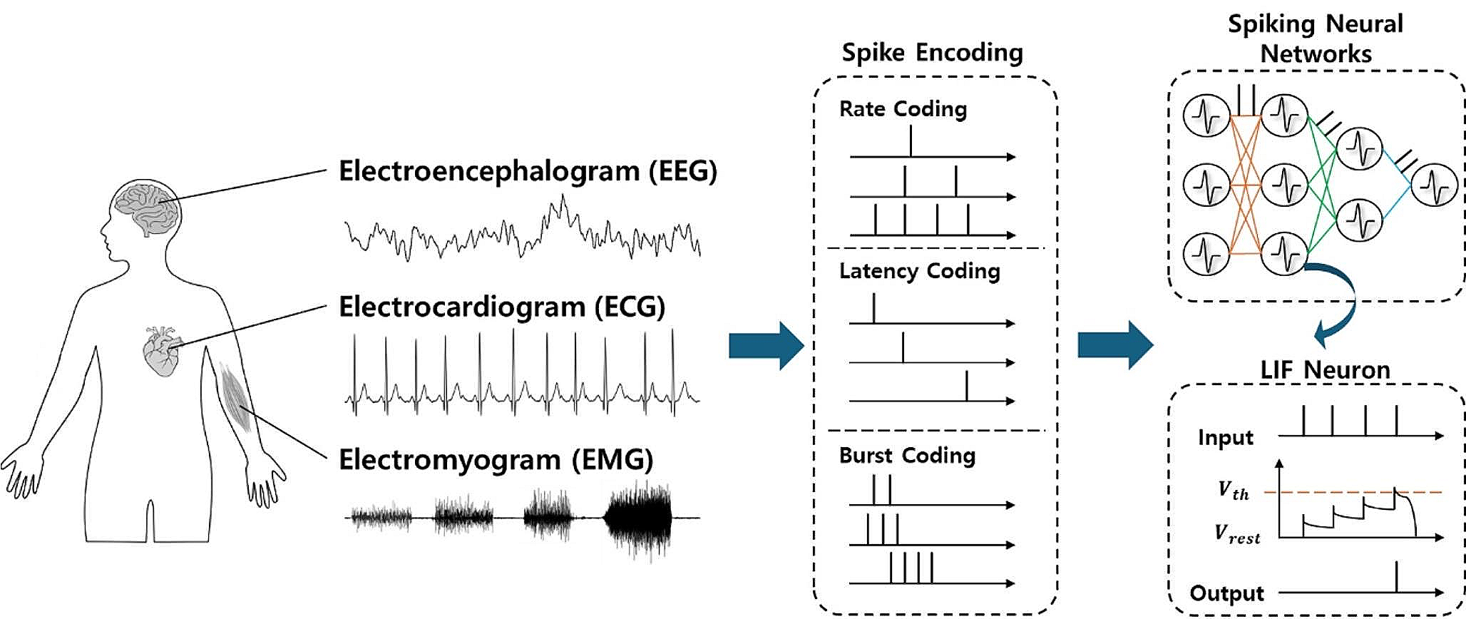 Spiking neural networks for biomedical signal analysis