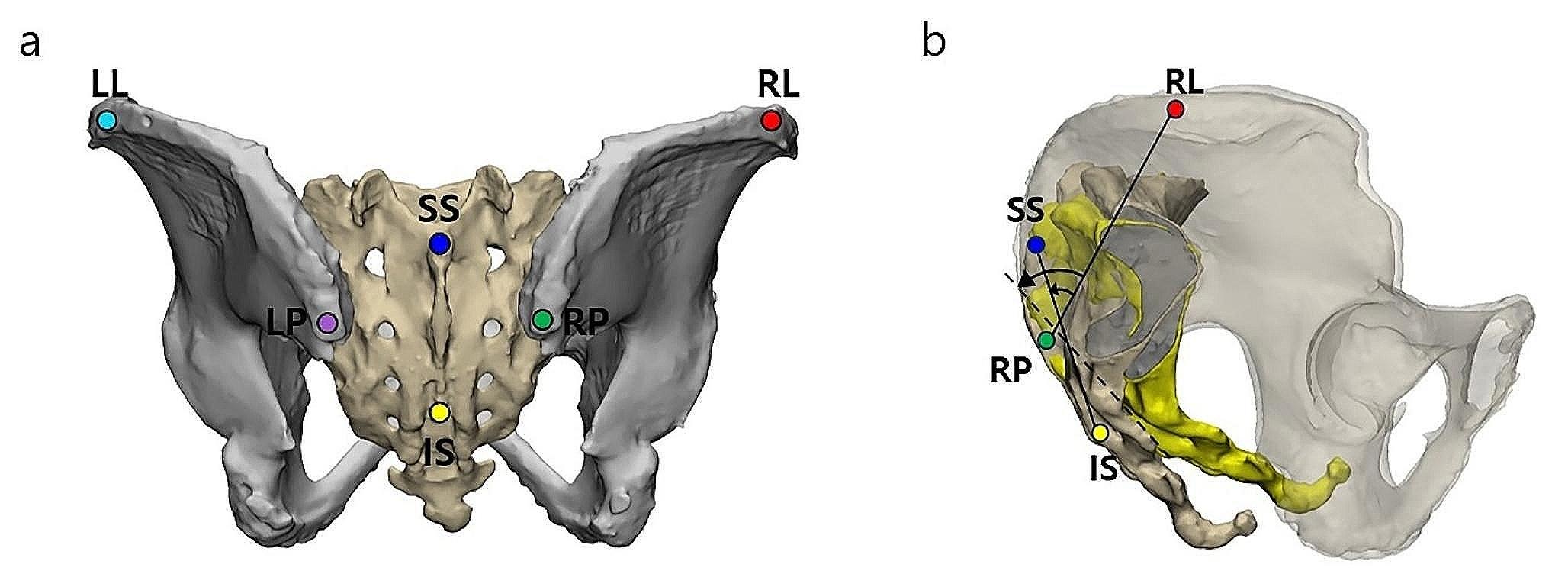 Mobility and anthropometry of the sacroiliac joint: range of motion and morphological characteristics